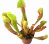 przykładowa sprzedawana roślina / exemplary plant for sale